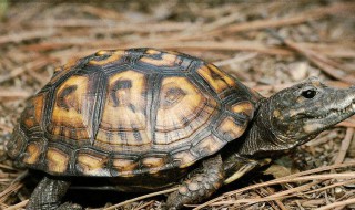 冬天冬眠的动物有哪些 冬眠的动物介绍