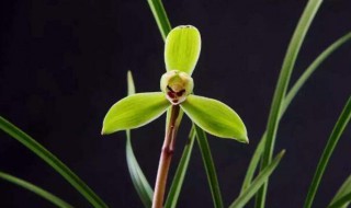 兰花什么时候开 兰花的开花时间