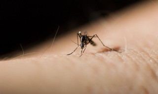 灭蝇最根本的方法 这样做才能彻底消灭蝇