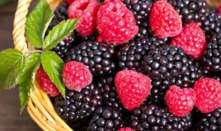 花园种植树莓方法 树莓如何种植