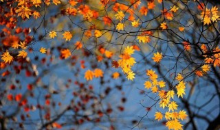 不知不觉已入秋的说说 关于秋天的朋友圈文案