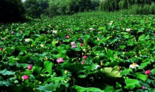 宜乎众矣的宜是什么意思 宜乎众矣原文爱莲说欣赏