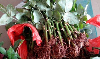 玫瑰花插枝种植方法 以下方法最适宜