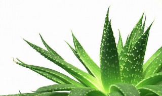 芦荟浇水的正确方法 芦荟浇水的正确方法简述