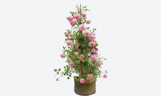 月季花盆栽的养殖方法 月季花养殖方法介绍