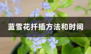 蓝雪花扦插方法和时间 蓝雪花这样扦插成功率最高
