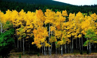 适合秋天的微信名字唯美 夏熬成一秋