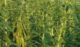 摘芝麻的方法 农村采摘芝麻的方法