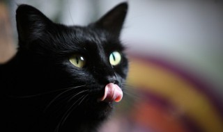 猫砂盆多久清理一次 应该多久清理一次猫砂盆