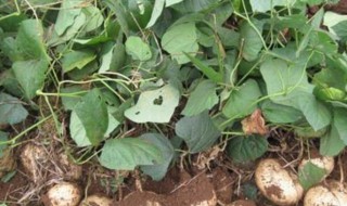 快速剥凉薯皮的方法 凉薯去皮后的保存方法介绍