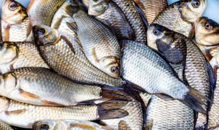 鲫鱼喂养的正确方法 鲫鱼如何喂养