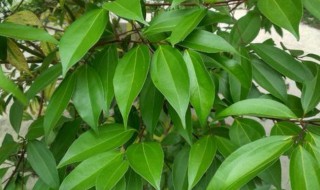天竺桂栽种方法 天竺桂如何养殖