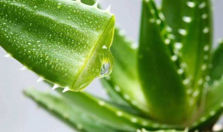 晒芦荟干怎么做 芦荟如何晒干