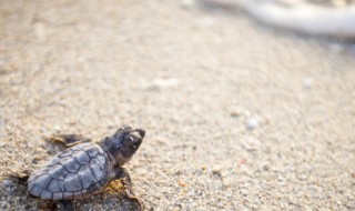 巴西龟多久喂一次 巴西龟多久喂一次的解析