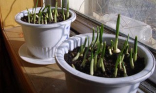 塑料盆种大蒜方法 塑料盆种大蒜方法简单介绍