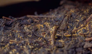 黑毛茶制作方法 黑毛茶制作步骤