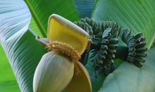 芭蕉最好吃的方法 芭蕉最好吃的方法有哪些
