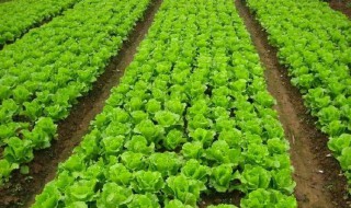 生菜怎么种植 生菜种植方法的介绍