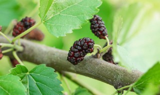 桑葚钓鱼使用方法 桑葚钓鱼的方法介绍