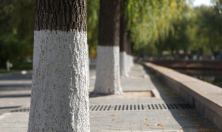 树干刷白方法 涂白剂如何制作