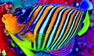 天使鱼的繁殖方法 天使鱼如何繁殖