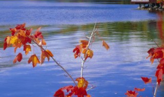 拍摄秋叶有哪些方法 怎么拍摄秋叶