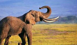 简短描写大象的样子 简短描写大象的样子有哪些