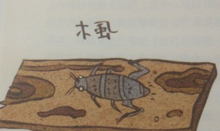 去木虱最简单的方法 去木虱最简单的方法是什么呢