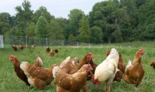 养鸡催肥土方法 冬天如何育肥