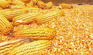 玉米酒制作方法 玉米酒的酿制方法