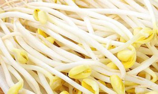 养黄豆芽的方法 如何发豆芽