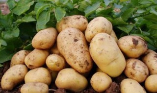 土豆可以放多久 土豆存储方法