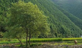 家乡情怀短语唯美 家乡情怀短语唯美有哪些