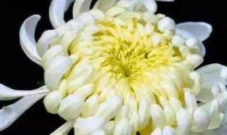 盘丝菊栽培方法 如何栽培盘丝菊