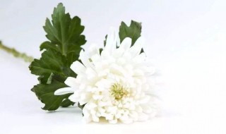 写给天堂里奶奶的短语 写给天堂里奶奶的短语有哪些