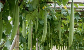 种丝瓜高产方法 丝瓜怎样种植才能高产