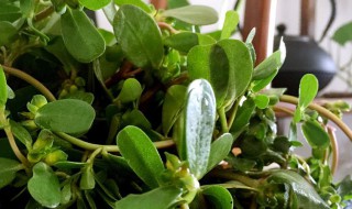 马齿苋敷脸治过敏发红吗 马齿苋敷脸能不能治过敏发红