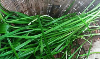 贴三伏贴可以吃韭菜吗 贴三伏贴可不可以吃韭菜