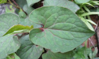 鱼腥草的叶子和根功效一样吗 鱼腥草的叶子和根功效介绍