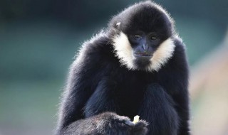 猿的叫声是什么 猿的叫声怎样