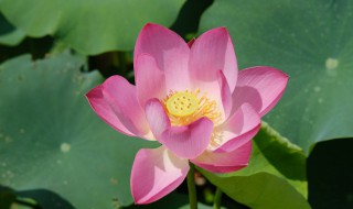 荷花的寓意象征意义髋寓意 荷花的寓意象征意义是什么