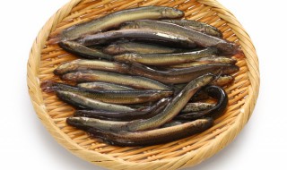 泥鳅养殖培训 泥鳅养殖方法