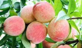 水蜜桃可以放冰箱冷藏吗？ 水蜜桃能不能放冰箱