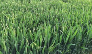 大麦若叶可以调理脾胃吗 大麦若叶对调理脾胃有作用吗