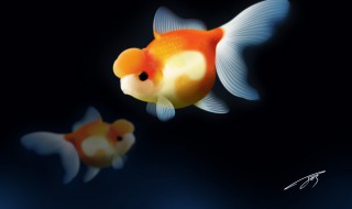 梦到金鱼是什么意思 梦到金鱼意思是什么