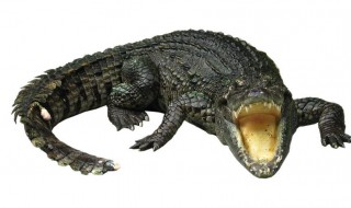 做梦梦到鳄鱼是什么意思 做梦梦到鳄鱼含义