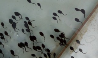 家养小蝌蚪吃什么东西 家养小蝌蚪吃什么