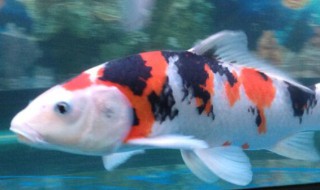 锦鲤养几条 锦鲤养多少条