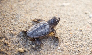 养小乌龟放多少水正确 养小乌龟放多少水