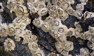 什么是藤壶 藤壶的意思